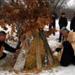 badnjak-